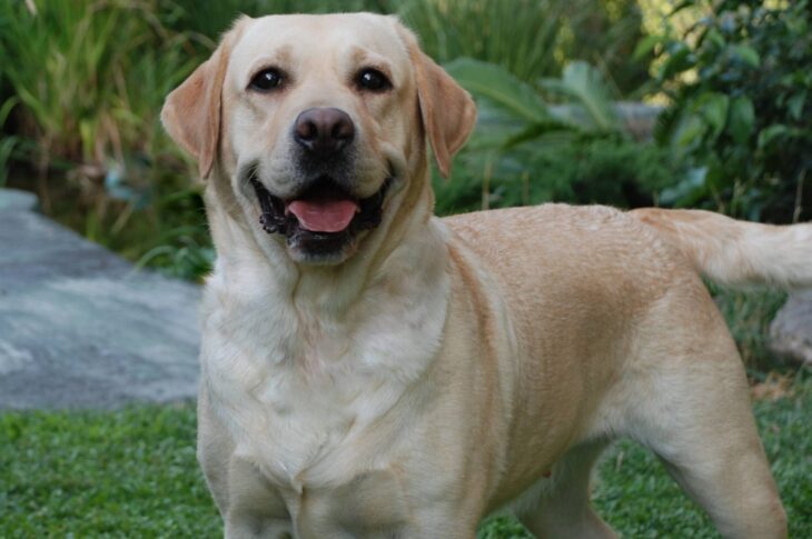 Cane di media taglia